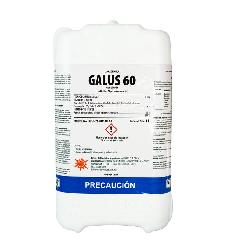 Galus 60 2
