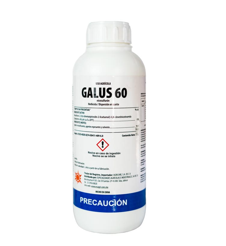 Galus 60